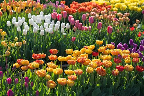 Maybe you would like to learn more about one of these? How We Select the Best Flower Bulbs for Your Spring Garden ...