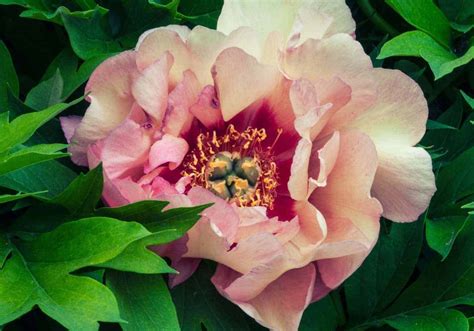 Types Of Peonies 🌸 🍃 Discover The Variety And Beauty In Each Bloom
