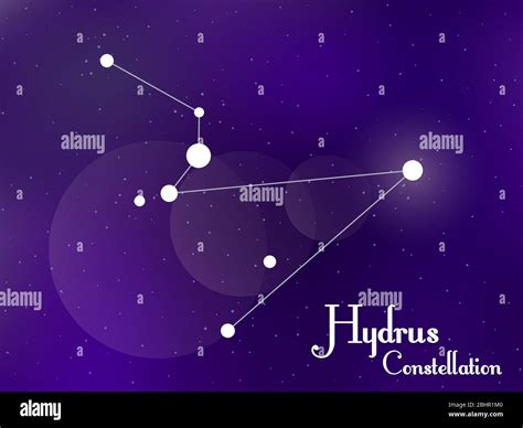 Hydrus Hi Res Stock Photography And Images Alamy