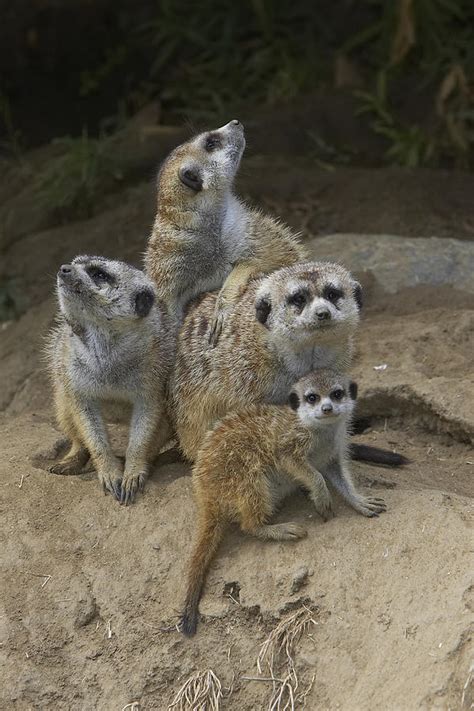 Meerkat Group Huddling Together Photograph By San Diego Zoo
