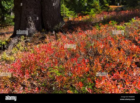 Ford Pinchot National Forest Washington Usa Autumn Foliage In