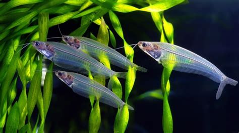 7 Great Tank Mates For Glass Catfish Compatibility Guide 2024 Hepper