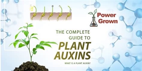 The Complete Guide To Plant Auxins