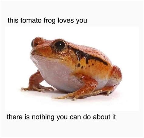 A Frog Sitting On Top Of A White Surface With The Caption This Tomato