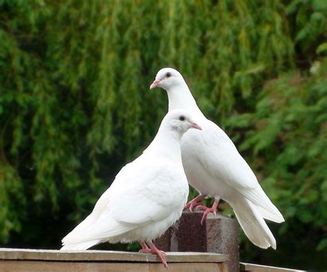 Doves Nature Birds Beautiful Birds Pretty Birds