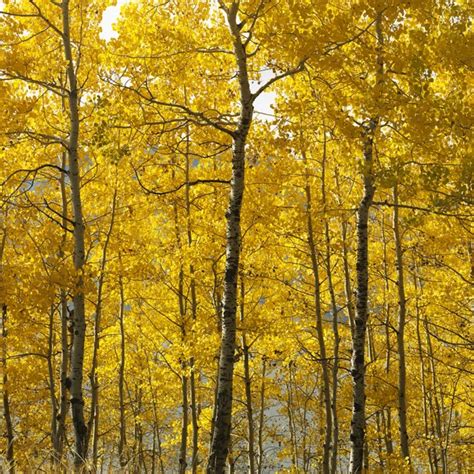 Aspen Trees In Fall Color — Stock Photo © Iofoto 9510879