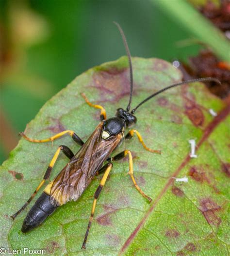 Ichneumon Wasp Ichneumon Stramentor M Chorley Cemetery Flickr