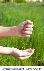 Spreading Grass Seed Spring By Hand Stock Photo Shutterstock