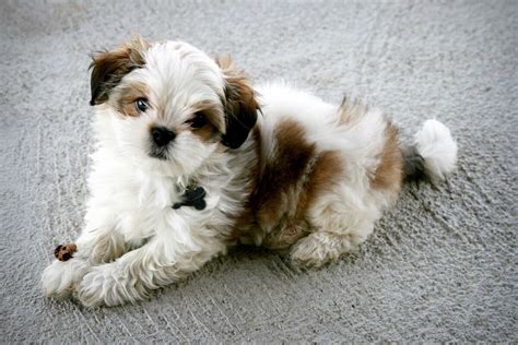Let's get to know this popular pup a little better and find out who would make a good fit for his family. Maltese Shih Tzu Dog Breed » Everything About the Malshi