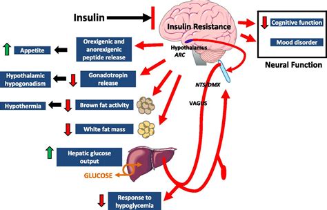 The adrenalectomised animals were lighter because of decreased food intake 36, therefore. Figure 3 | Insulin Action in Brain Regulates Systemic ...