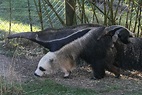 Giant anteaters kill two hunters in Brazil