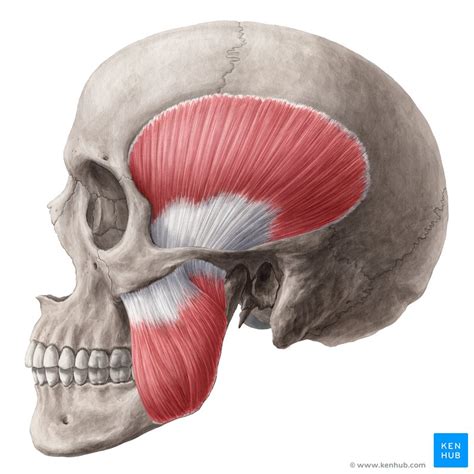 Músculos masticadores Anatomía funciones inervación Kenhub