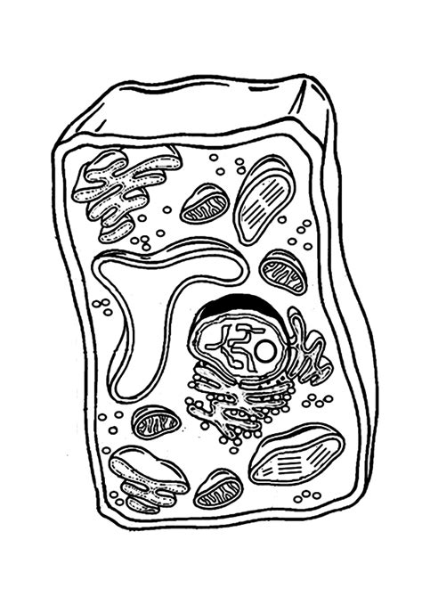 Celula Vegetal Facil De Dibujar Para Colorear La Celula Vegetal Es La