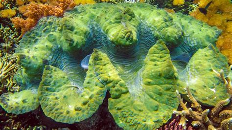 Premium Photo A Colorful Giant Clam Tridacna Gigas Grows In The Shallows Of Raja Ampat Indonesia