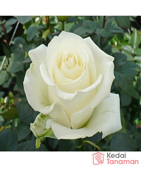 Gambar Bunga Mawar Putih Pickini