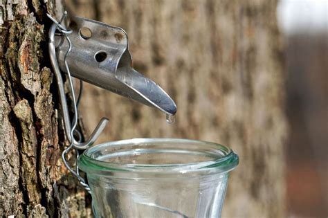 Step By Step Guide To Homemade Maple Syrup Straight From The Tree Off The Grid News