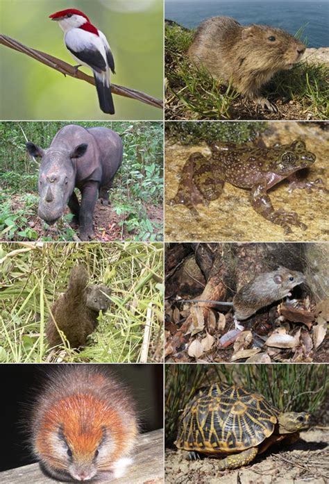 Iucn Identifies 100 Most Threatened Species On Earth Biology Sci