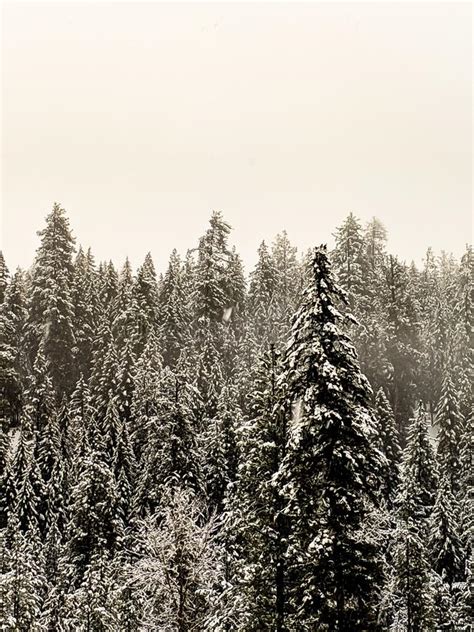 Snow Covered Pine Trees Picture Image 3517697