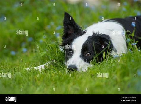 Border Collie Dog In A Spring Meadow Stock Photo Alamy
