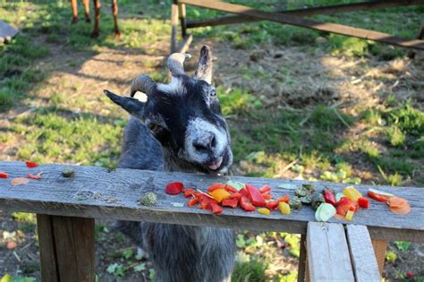 Can Goats Eat Apples Animal Hype