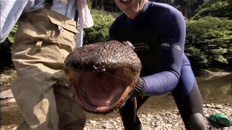 Get Up Close With A Giant Salamander