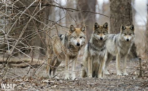 They are usually shy and cautious around humans, but unlike. Three Endangered Mexican Gray Wolves Found Dead in Arizona ...