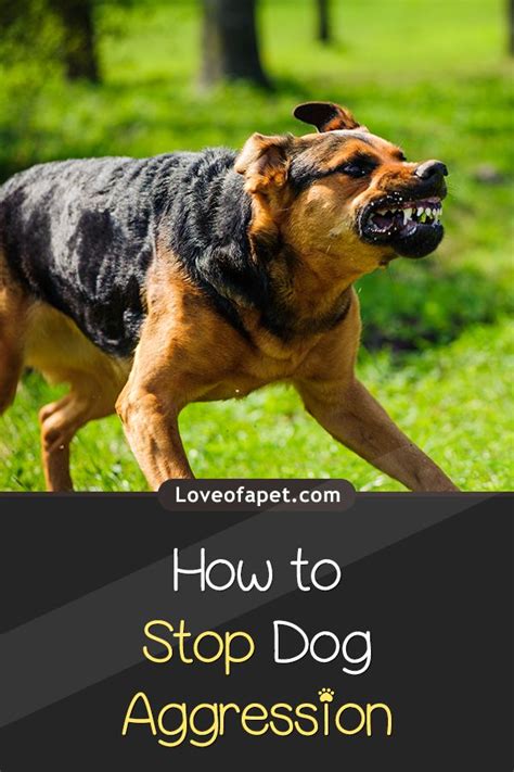 How To Stop Dog Aggression 5 Ways Love Of A Pet Dog Training