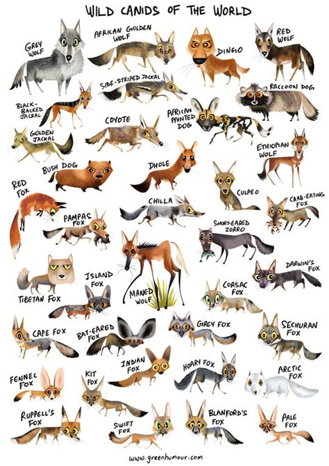 The Canids Of The World Animal Conservation