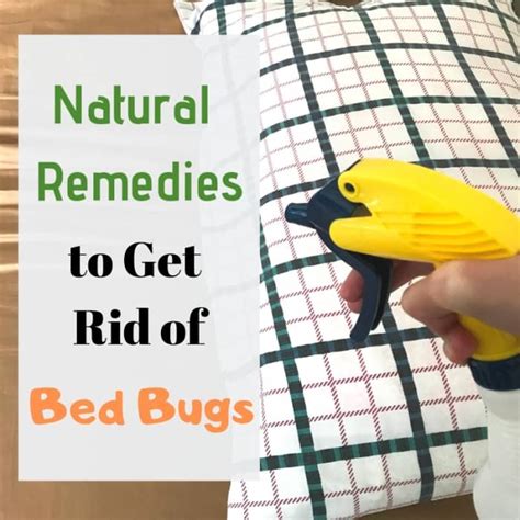 12 Home Remedies For Bed Bugs That Actually Work Dengarden