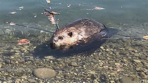 Beaver Shot With Arrows Reward Offered For Info Globalnewsca