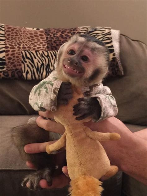 White Face Baby Capuchin Monkey For Adoptionpetritalove