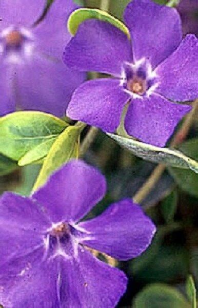 With this list of deer resistant annuals combined with the chart of deer resistant perennials, you can have a beautiful deer resistant landscape. 40 FRAGRANT ORCHID COLOR PERIWINKLE FLOWER SEEDS /ANNUAL ...