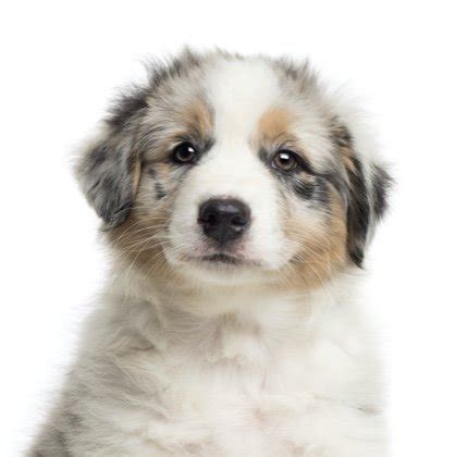 Aussies i have a liter of 11 healthy, strong and beautiful puppies 2 males and 9 females. Australian Shepherd Puppies For Sale | Breed Info ...