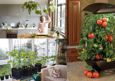 5 Veggies You Can Grow Indoors