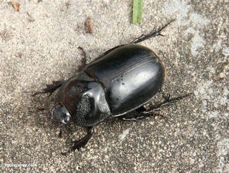 фото большой черный жук в Калимантан
