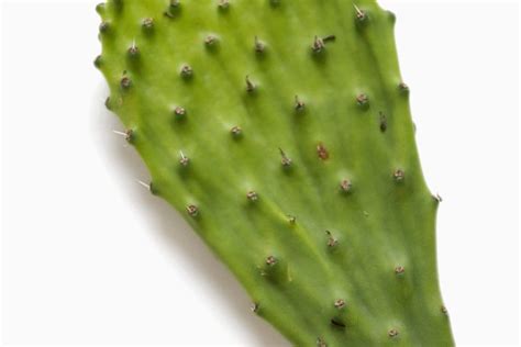 Have you ever eaten cactus nopales? ¿Qué tipos de cactus son comestibles? | Cactus leaves ...