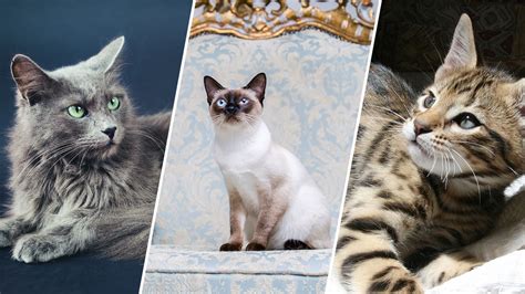 9 Hypoallergenic Cat Breeds That Wont Make You Sneeze Nbc 6 South