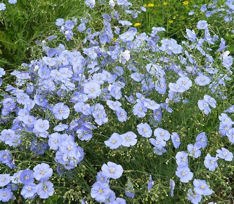 Choose from our full list of flowers, vines, ferns, grasses and shrubs to create your beautiful perennial garden. Perennial flax (Linum perenne) Blooming from May through ...