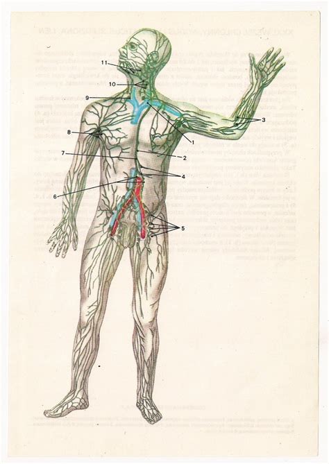 2 Vintage Anatomical Prints Medical Diagrams Skull Skeleton
