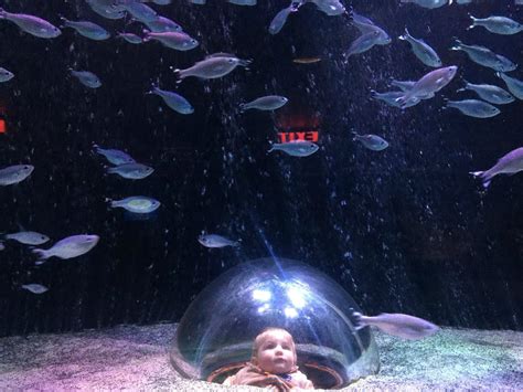 Psbattle Baby At An Aquarium Rphotoshopbattles