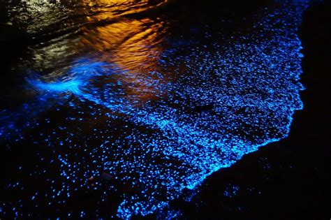 La Bioluminiscencia En Los Mares Asombra Al Mundo