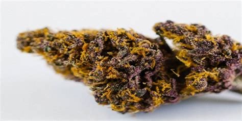 Charas Marijuana Strain Review Information and Growing Tips