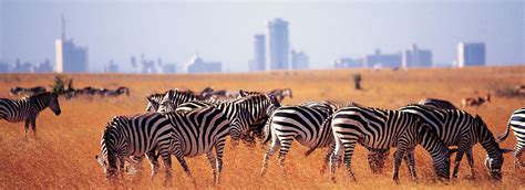 Nairobi Trips 1 Day Nairobi National Park ½ Day Trip Sojourn Safaris
