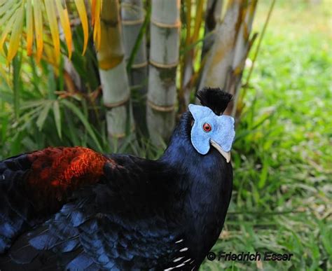 Malayan Or Vieillots Crested Fireback Lophura Ignita Rufa Friedrich