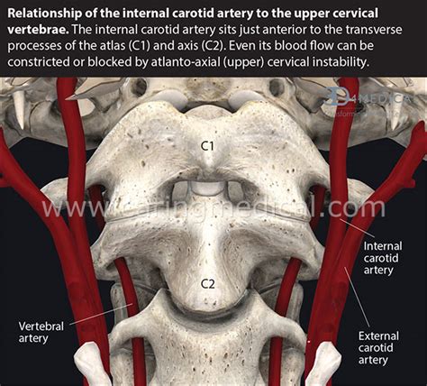 Omental foramen or epiploic foramen or foramen of winslow or additus to lesser sac 【at t5 level】 (note: Brain Toilet Obstruction (BTO) - Caring Medical