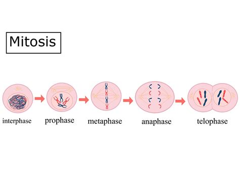 Las Cuatro Fases De La Mitosis Profase Metafase Anafase Y Telofase Ilustración Vectorial