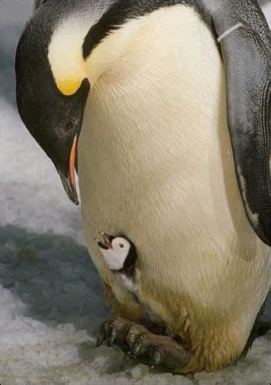 Mother And Baby Penguins Nature And Animal Kingdom Cute Animals