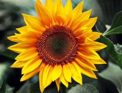 Sunflower Helianthus The National Flower Of Ukraine Sunflower