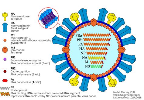 Seasonal Influenza Tools Antibodies Proteins Cdnas