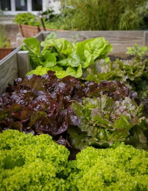 Urban Vegetable Gardening Ideas Tips Techniques Gardening Tips